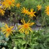 ARNICA