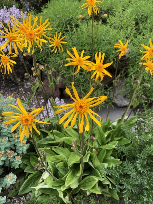 IMG_4713 ARNICA