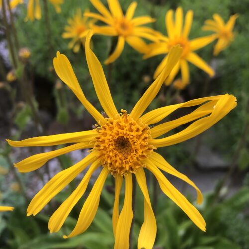 ARNICA
