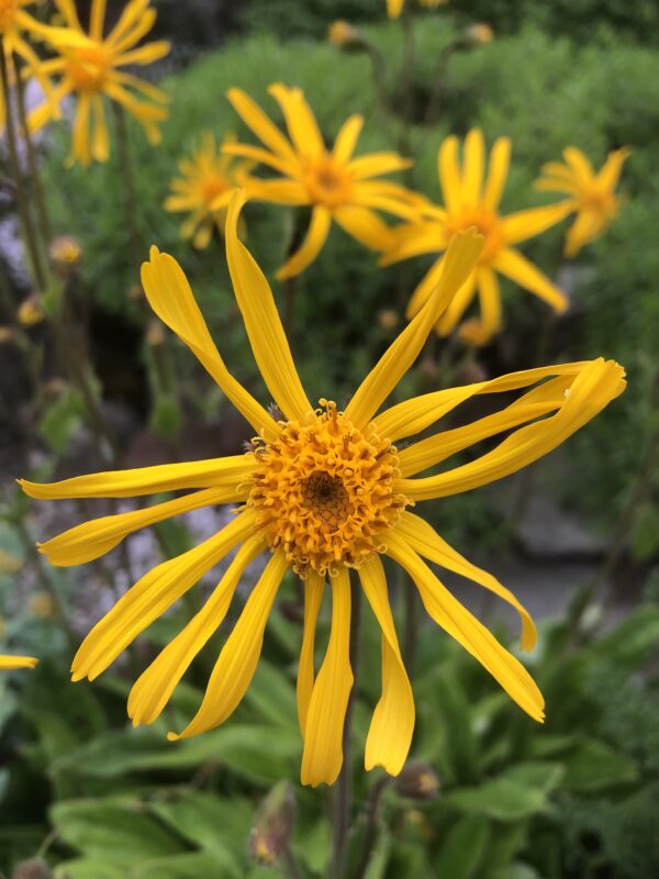 IMG_4714 ARNICA