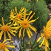 ARNICA