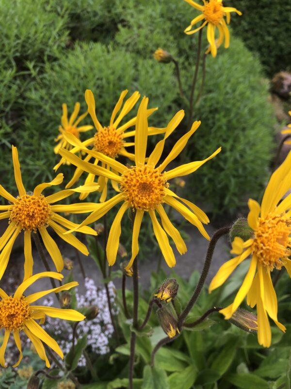 IMG_4716 ARNICA