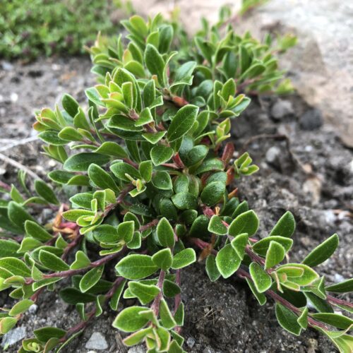 BEARBERRY