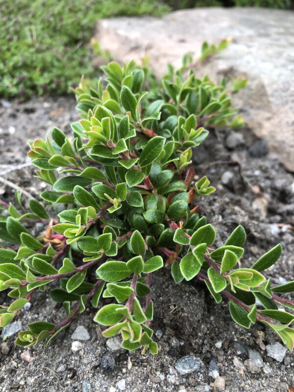 BEARBERRY