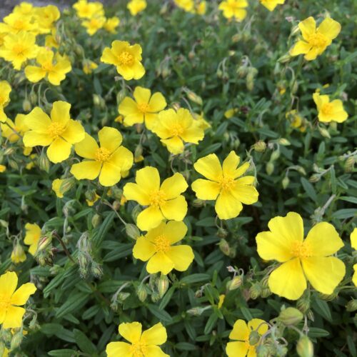 ROCK ROSE