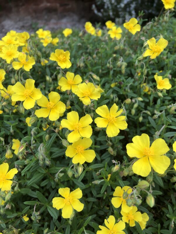 IMG_4720 ROCK ROSE