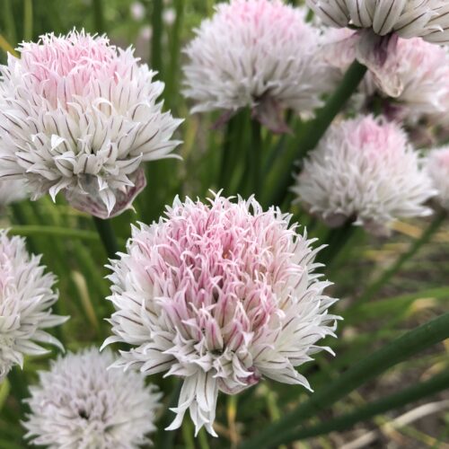 CHIVES, BLACK ISLE BLUSH