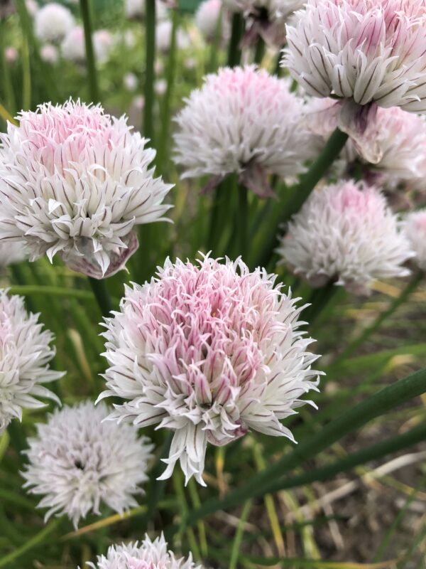 IMG_4728 CHIVES, BLACK ISLE BLUSH