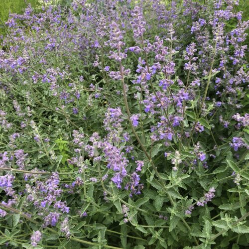 CATMINT, GARDEN