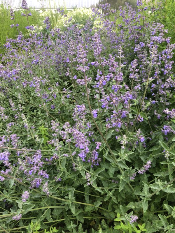 IMG_4755 CATMINT, GARDEN