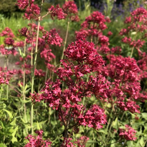 VALERIAN, RED