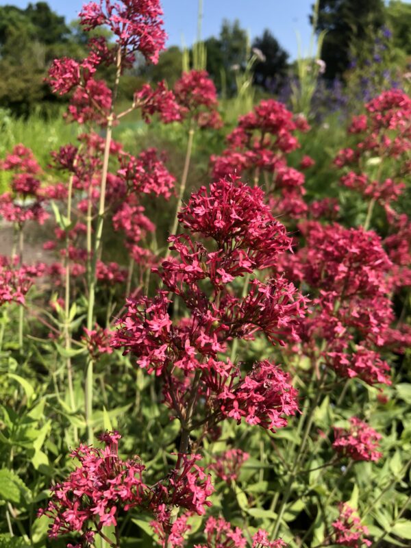IMG_4774 VALERIAN, RED