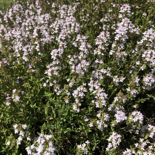 THYME, GARDEN