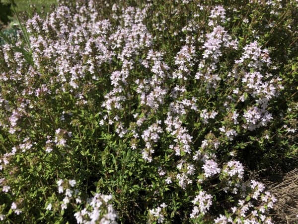 IMG_4780 THYME, GARDEN