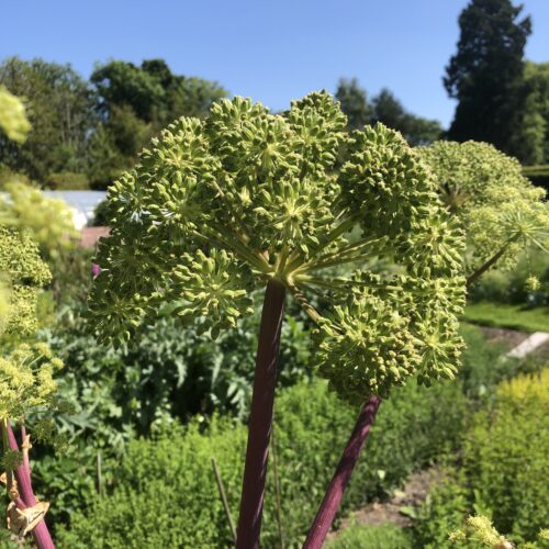 ANGELICA