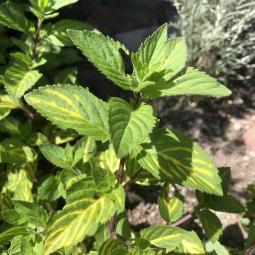 MINT, GINGER