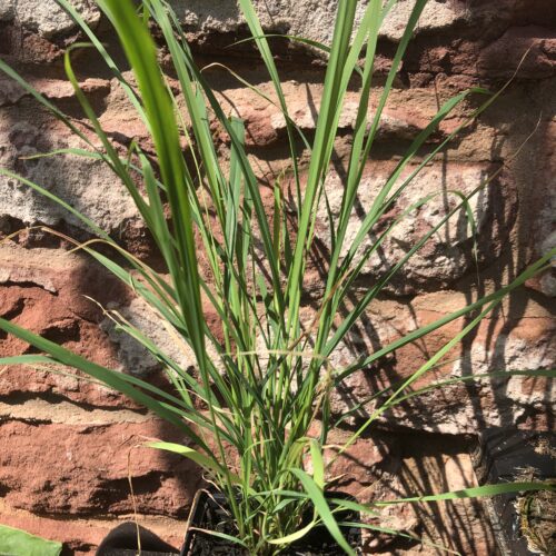 LEMON GRASS
