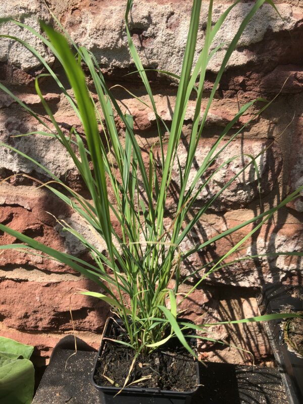 LEMON GRASS
