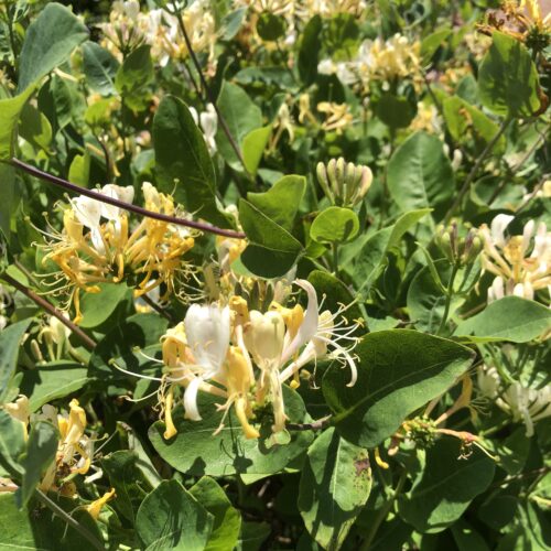 HONEYSUCKLE, WILD