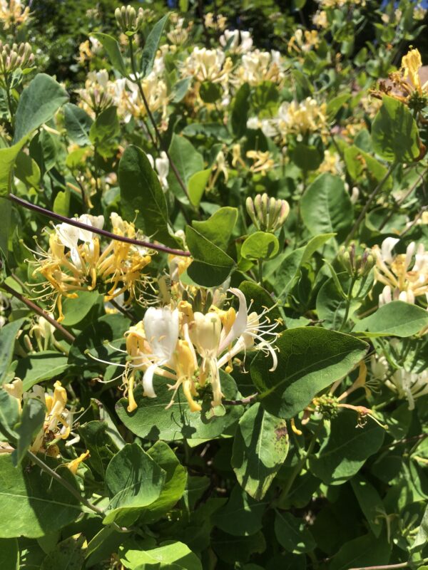 IMG_4799 HONEYSUCKLE, WILD