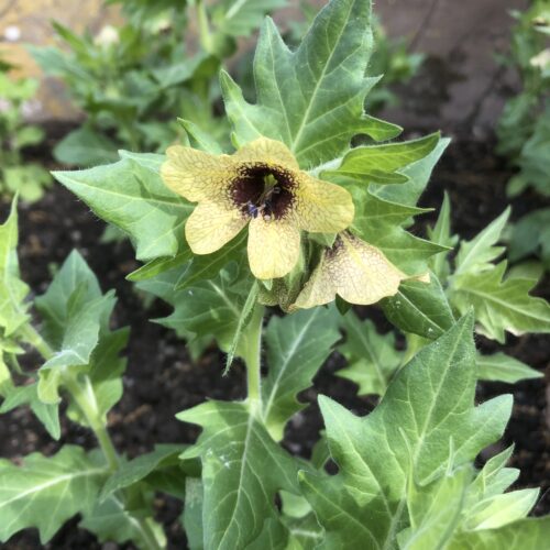 HENBANE