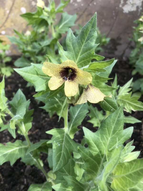 IMG_4804 HENBANE