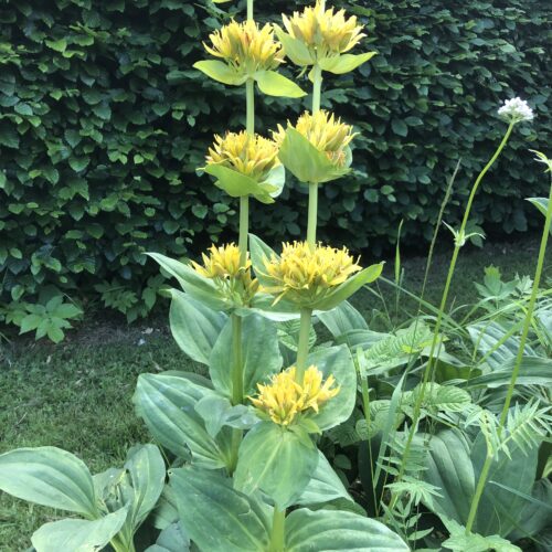 GENTIAN, YELLOW