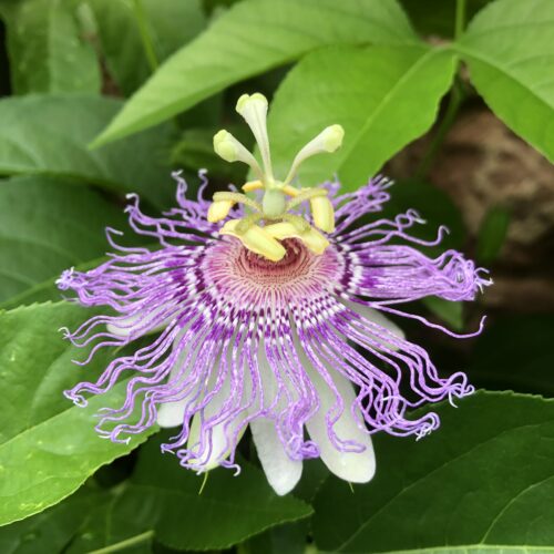 PASSION FLOWER, WILD