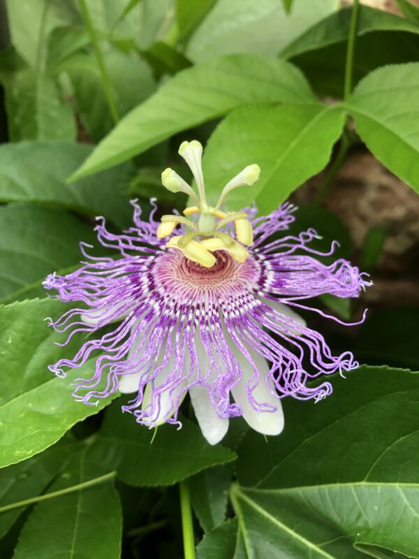 PASSION FLOWER, WILD