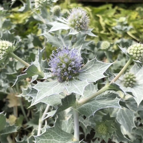 SEA HOLLY