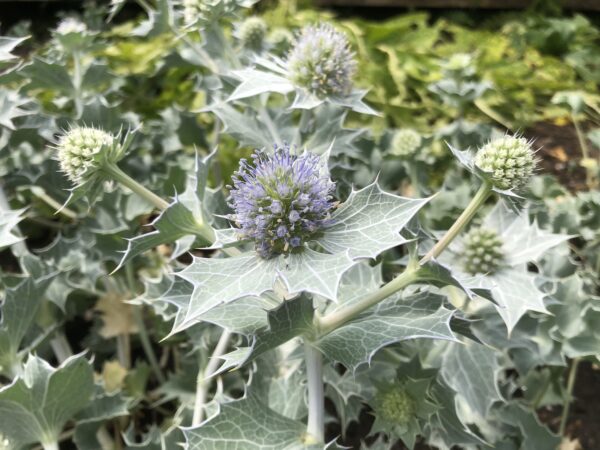 IMG_4841 SEA HOLLY