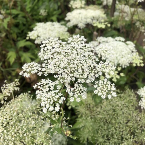 ANGELICA, JAPANESE / TOKI