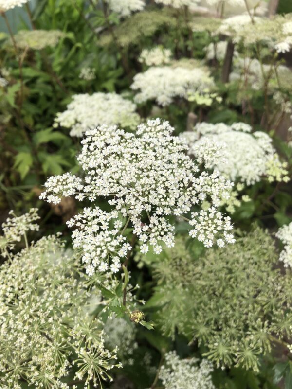 IMG_4844 ANGELICA, JAPANESE / TOKI