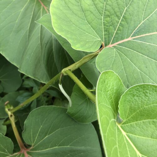 YERBA SANTA / PEPPERLEAF