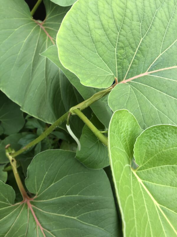 YERBA SANTA / PEPPERLEAF