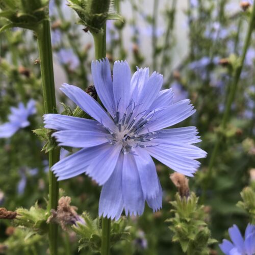 CHICORY