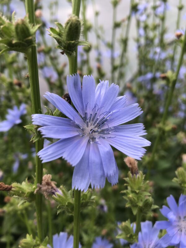IMG_4851 CHICORY