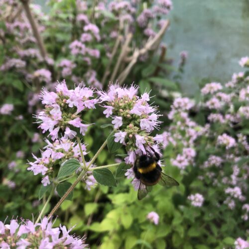 OREGANO, HIMALAYAN