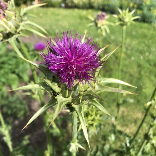 MILK THISTLE