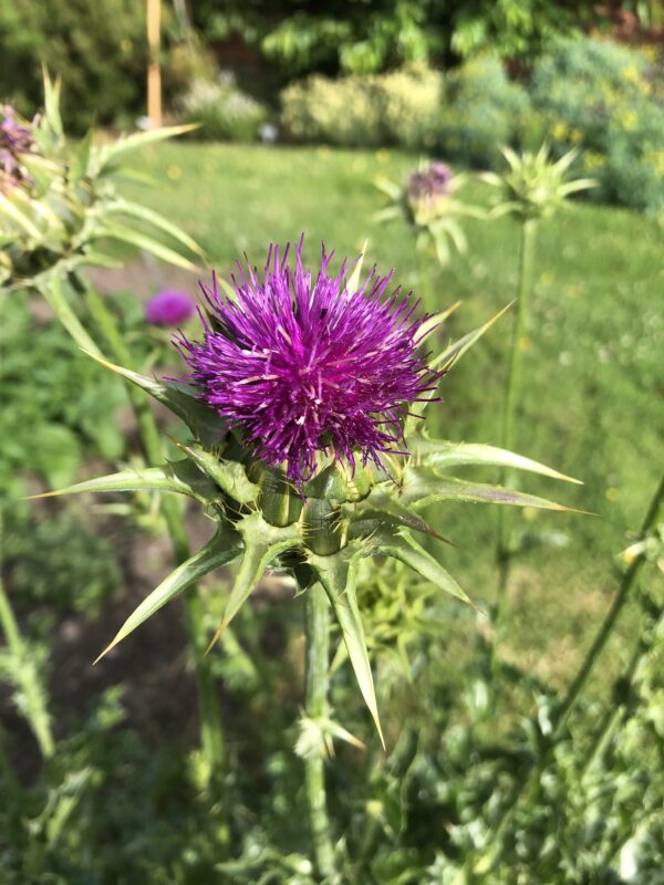MILK THISTLE