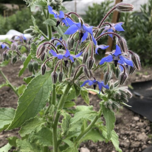BORAGE