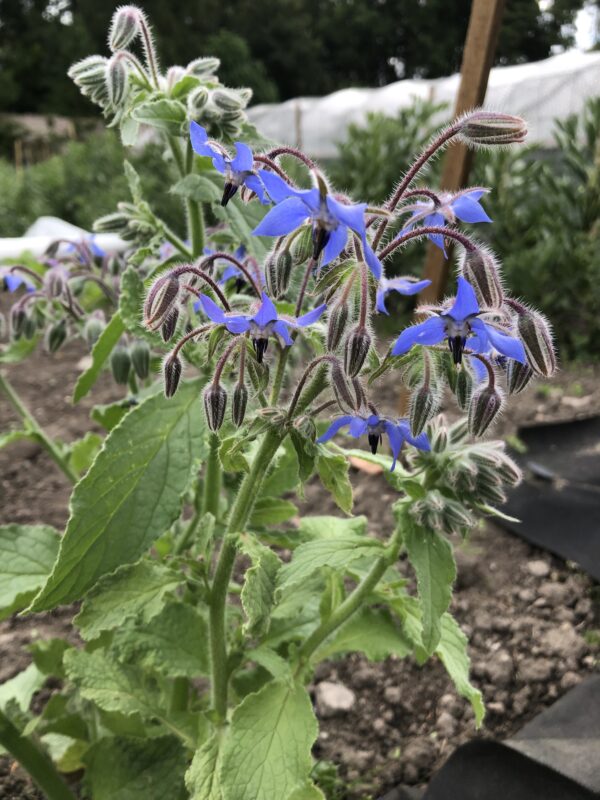 BORAGE