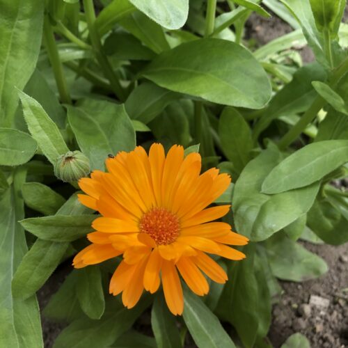 MARIGOLD, POT