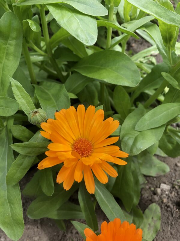 MARIGOLD, POT