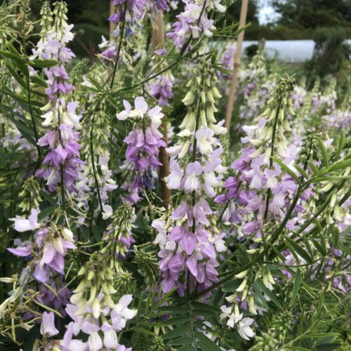 GOATS RUE