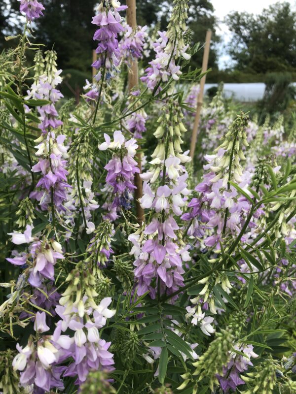 IMG_4912 GOATS RUE