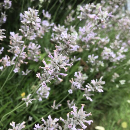 LAVENDER, LODDON PINK