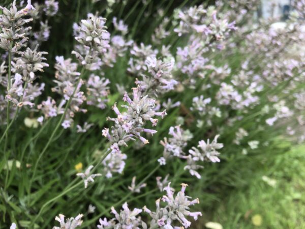 LAVENDER, LODDON PINK