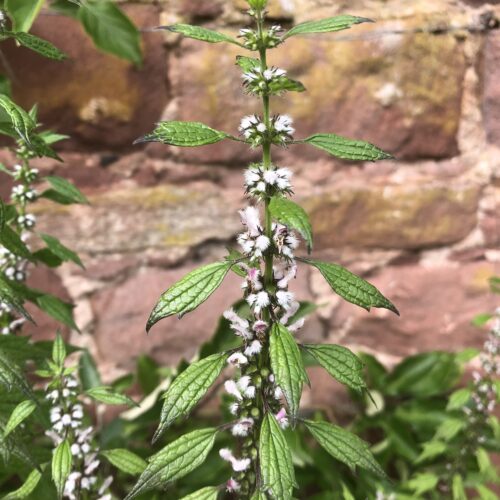 MOTHERWORT