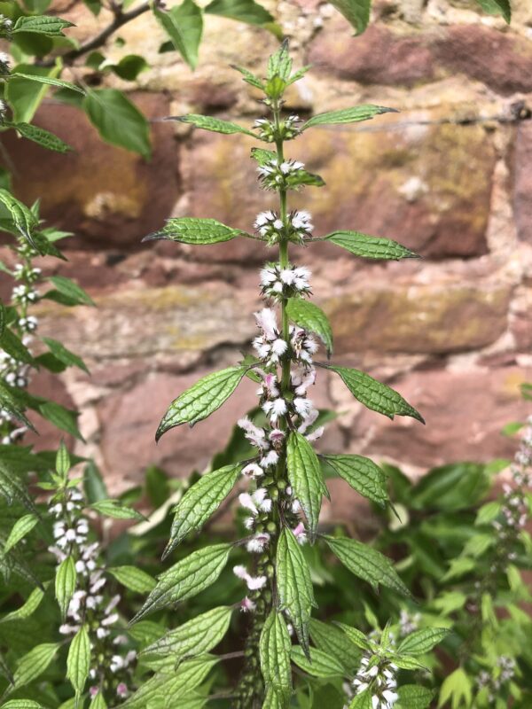 IMG_4932 MOTHERWORT